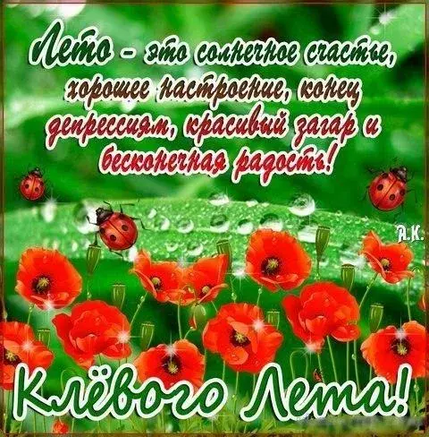 Открытка С маком - Полевые цветы и божьи коровки: Красивая открытка | Красивая открытка #61
