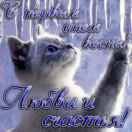 Открытка  С первым днем весны - Открытка с котенком: милый взгляд, голубые глаза | Красивая открытка #21