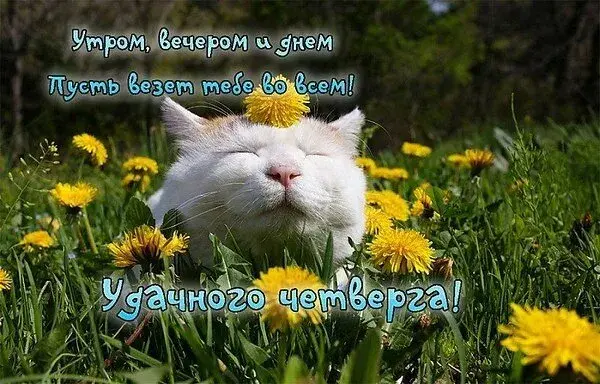 Открытка Удачного четверга - Белый кот в поле ромашек  открытка с цветами | Красивая открытка #16