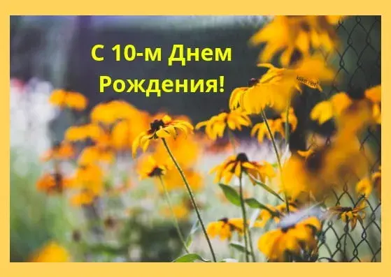 Открытка Открытки на 10 лет - Полевые цветы: яркая открытка с цветами | Красивая открытка #130