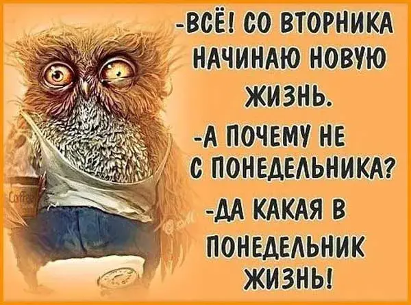Открытка Дни недели - Смешная сова в футболке - открытка с птицей | Красивая открытка #50