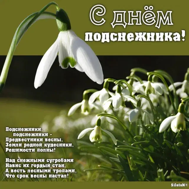 Открытка С днём подснежника - Подснежники: первые весенние цветы | Красивая открытка #33