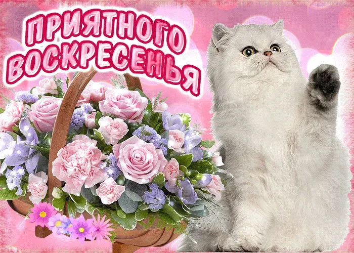 Открытка Удачного воскресенья - Открытка с котиком и цветами | Красивая открытка #6