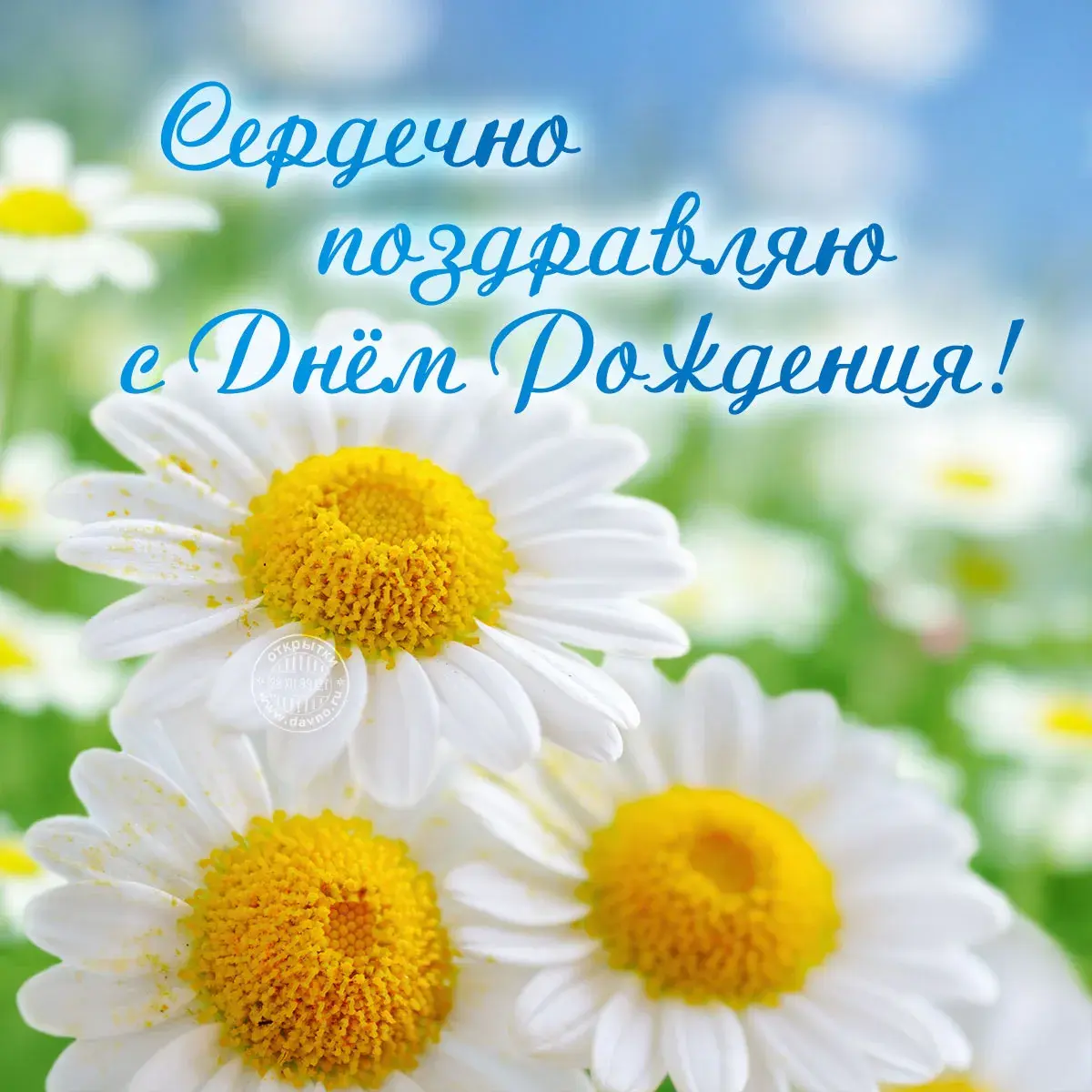 Открытка С ромашками - Полевые цветы. Открытка с цветами. | Красивая открытка #35