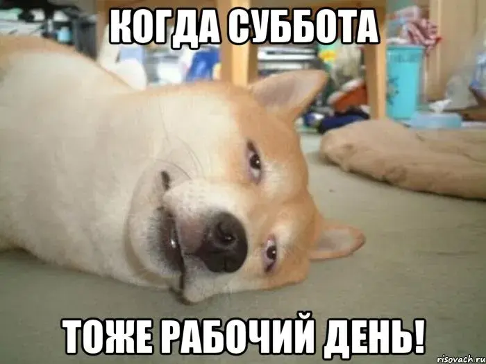 Открытка Открытки на субботу - Смешная открытка: ленивый песик и рабочий день | Красивая открытка #22