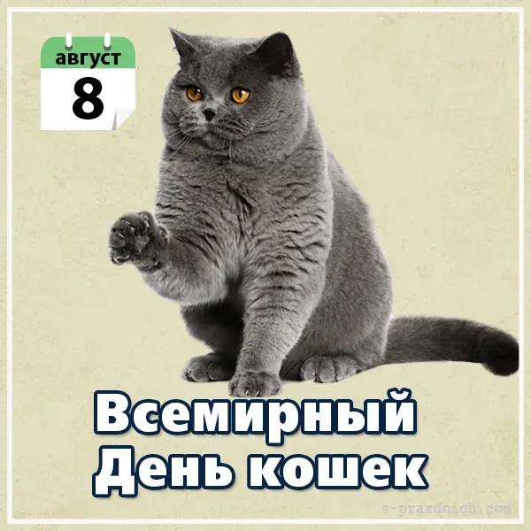 Открытка С Всемирным днём кошек - День кошек: забавная открытка с серым котом | Красивая открытка #3