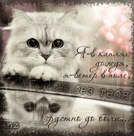 Открытка Скучаю - Котенок в каплях: милая открытка с котиком | Красивая открытка #220