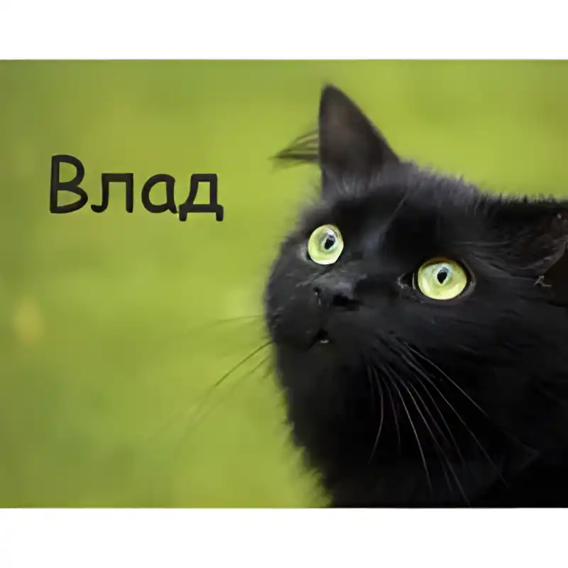 Открытка открытки с именем Владислав  - Черный кот с зелеными глазами: открытка | Красивая открытка #87
