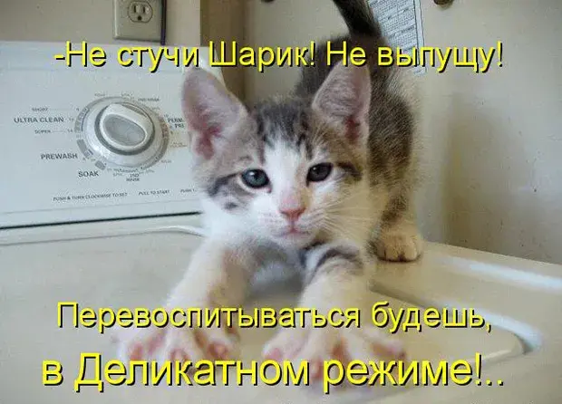 Открытка Прикольные открытки с животными - Котёнок на стиральной машине | Красивая открытка #9