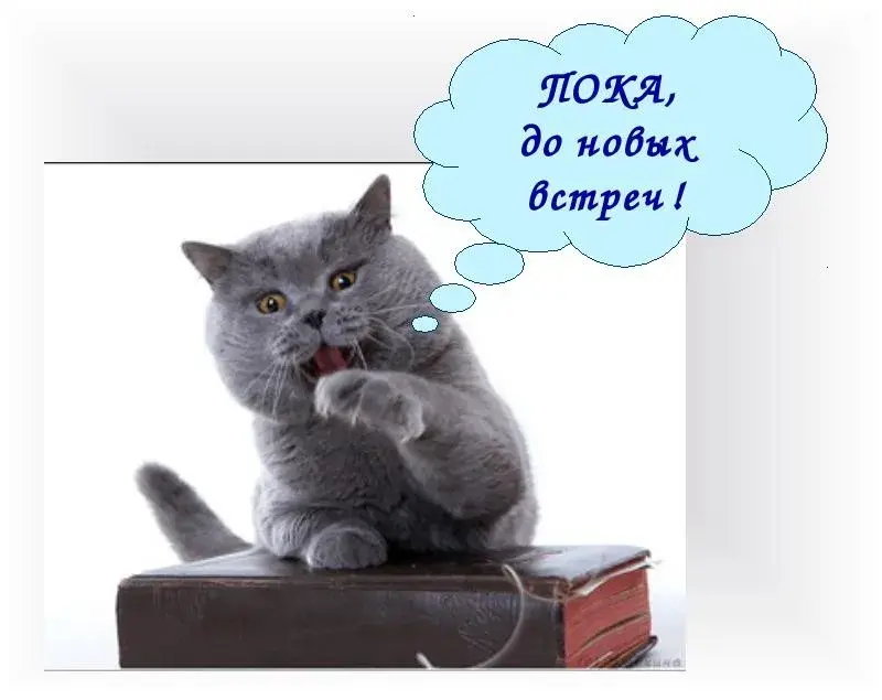Открытка Прощания - Серый кот на книге: открытка с котиком | Красивая открытка #7