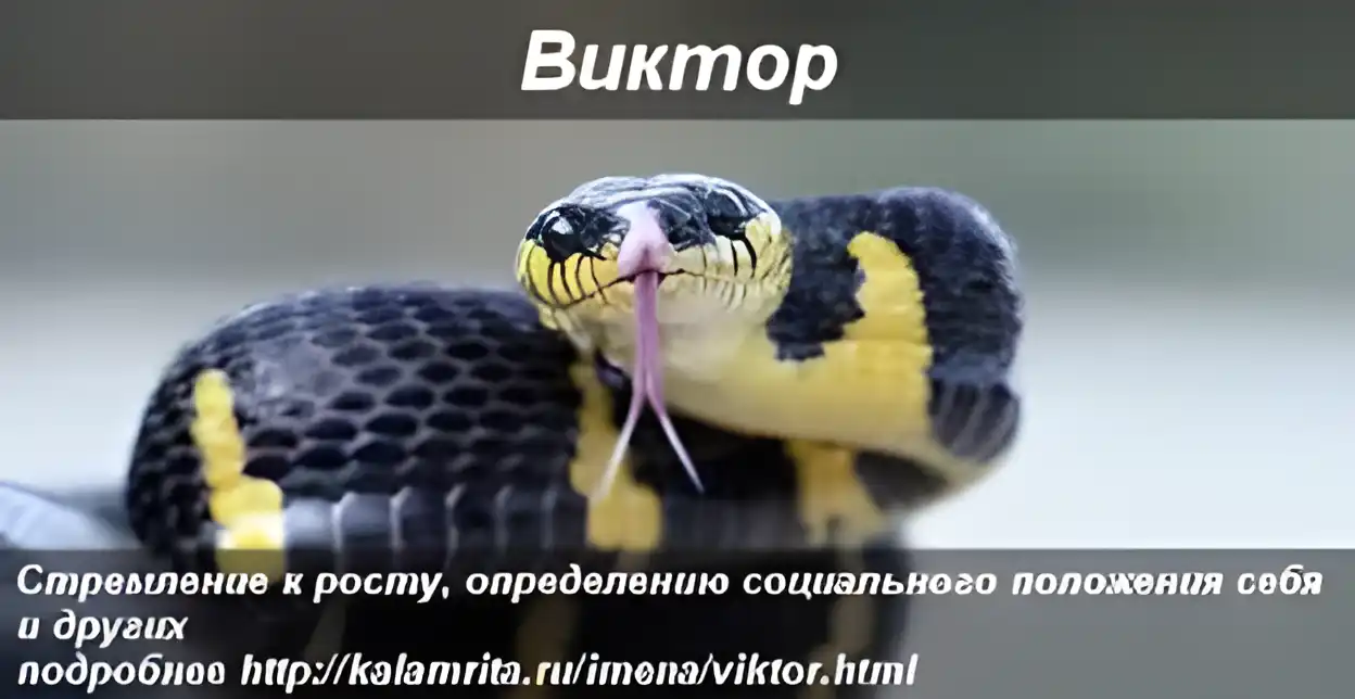 Открытка открытки с именем Виктор - Змея: крупный план. Черная змея с желтыми отметинами. | Красивая открытка #110