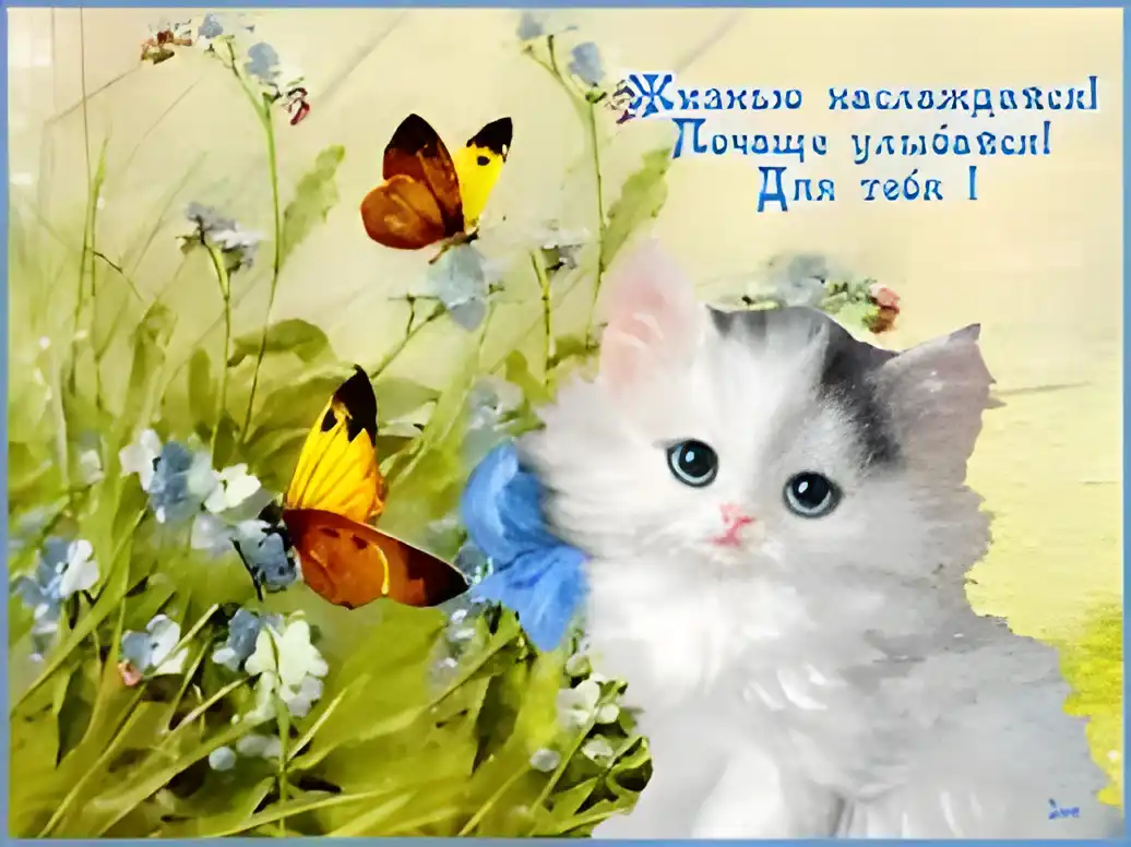 Открытка Улыбнись - Открытка с котенком и бабочкой: милая поздравительная открытка | Красивая открытка #272