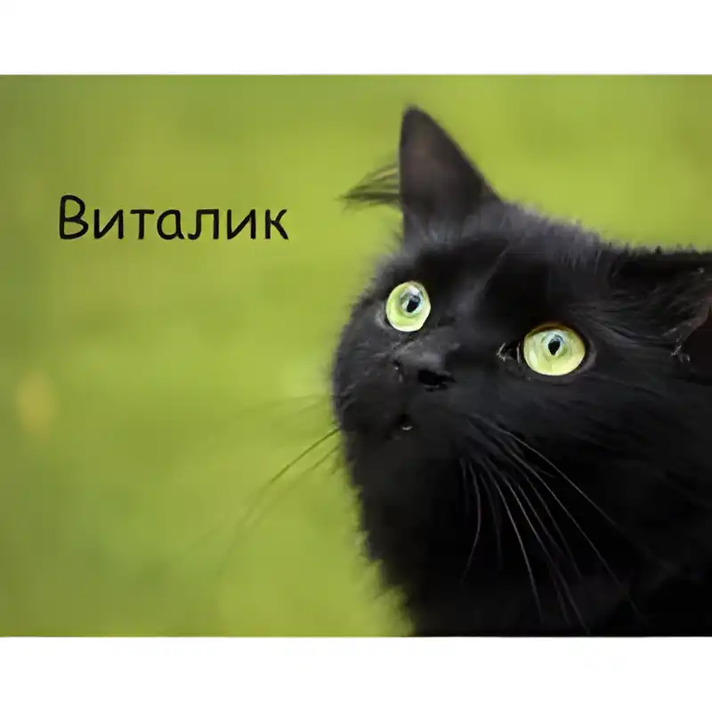 Открытка открытки с именем Виталий - Черный кот на открытке: милый взгляд | Красивая открытка #189