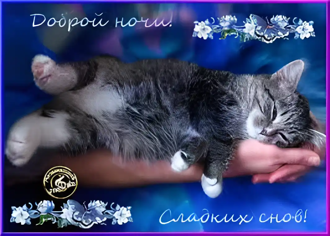 Открытка Спокойной ночи - Спящий котенок на руке: милая открытка соне | Красивая открытка #244