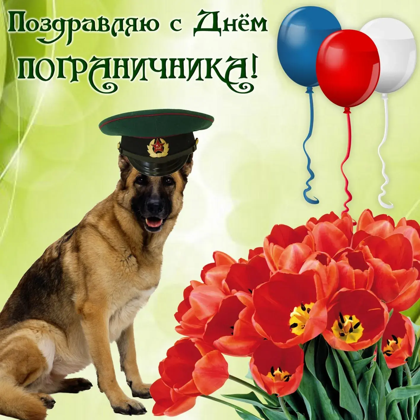 Открытка День пограничника - Немецкая овчарка в военной форме, тюльпаны, шарики | Красивая открытка #9