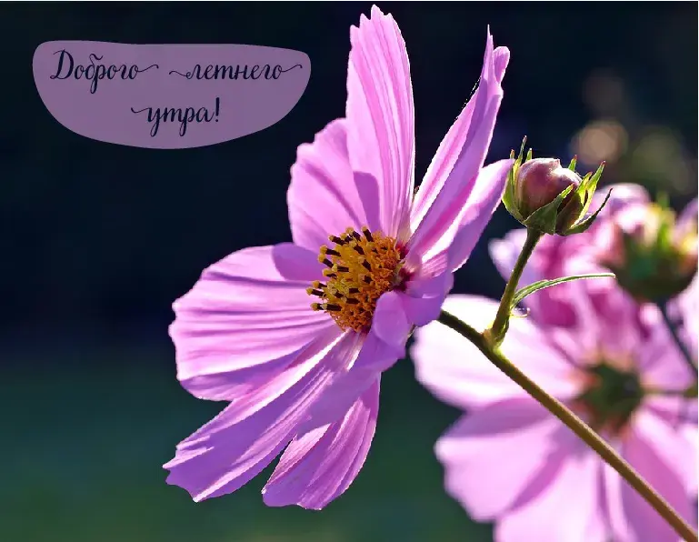 Открытка Лето - Розовые цветы: открытка с нежными лепестками | Красивая открытка #25