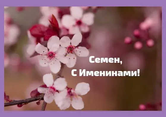 Открытка Открытки с именем Семен - Цветущие ветки: открытка с цветами | Красивая открытка #216