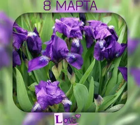 Открытка С ирисами - Фиалки: Открытка с цветами на 8 марта | Красивая открытка #29