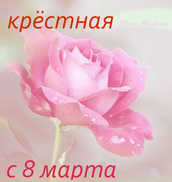 Открытка 8 марта - Открытка с розой: С 8 марта! | Красивая открытка #425