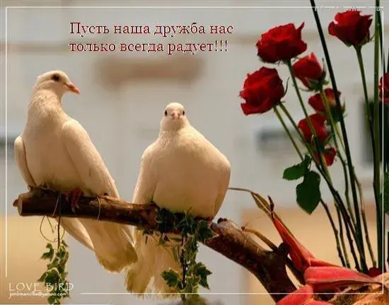Открытка Открытки о дружбе - Две голубя на ветке с красными розами  Открытка | Красивая открытка #26