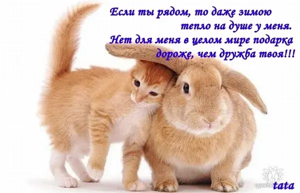 Открытка День друзей - Два рыжих котенка обнимаются. Открытка с котятами. | Красивая открытка #58