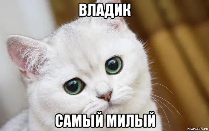 Открытка открытки с именем Владислав  - Самый милый кот: забавная открытка с котиком | Красивая открытка #234