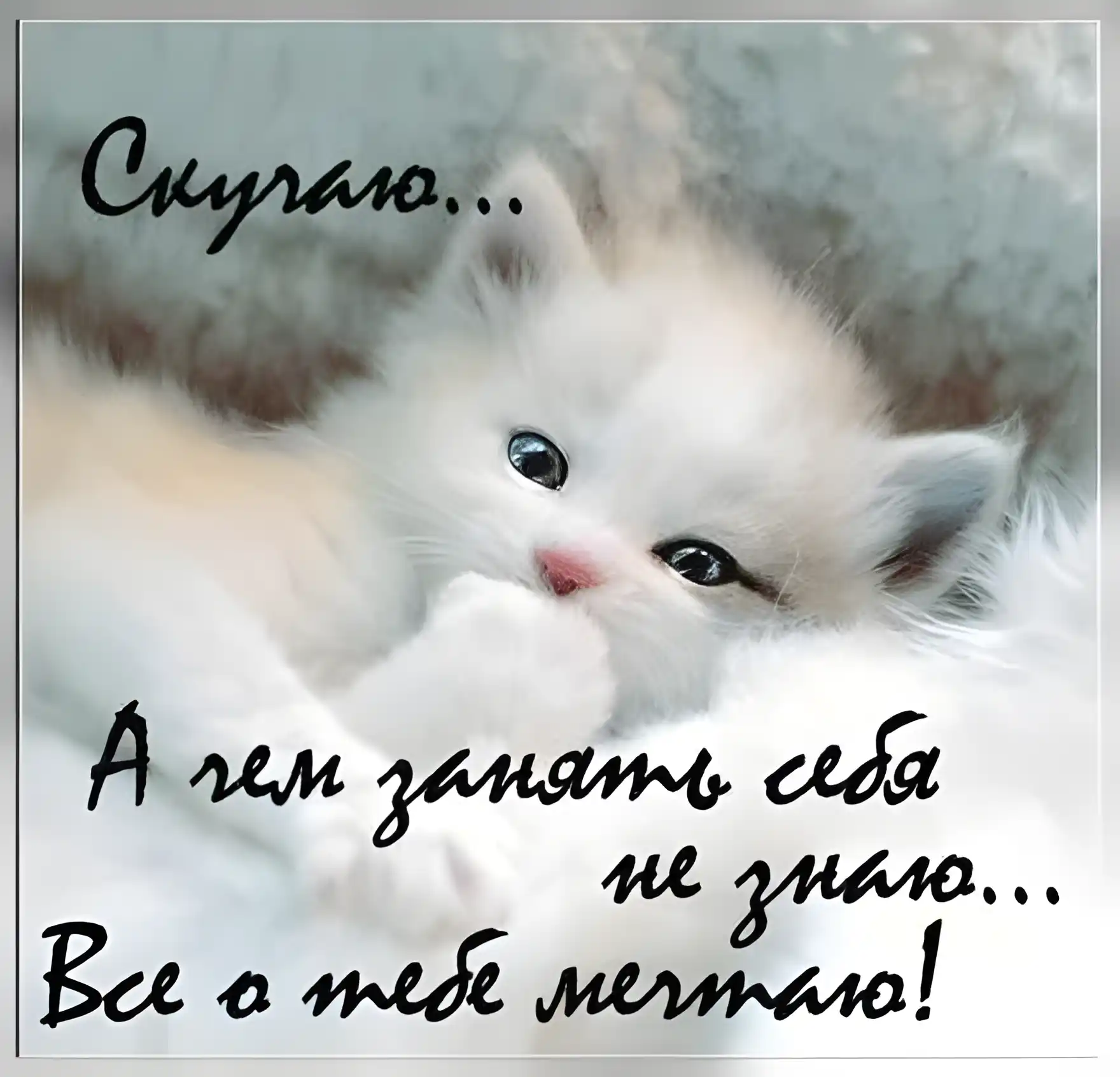 Открытка Открытки скучаю по тебе - Милый котенок на открытке: трогательная поздравление | Красивая открытка #46