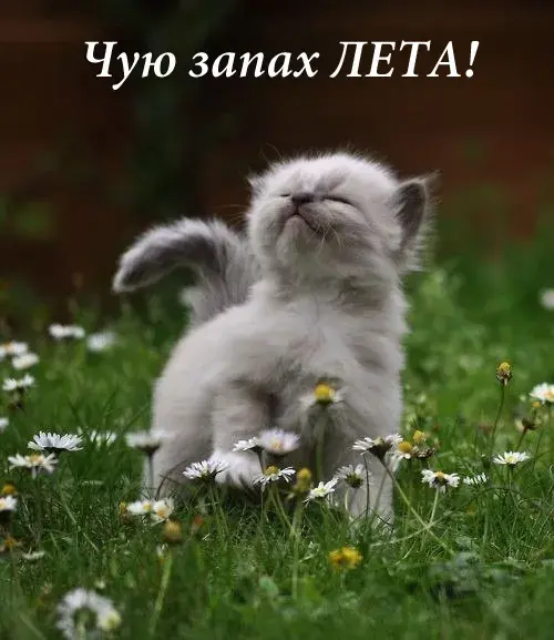 Открытка С первым днём лета - Милый котенок на лугу с цветами - открытка | Красивая открытка #37