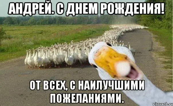 Открытка открытки с именем Андрей - Открытка с гусями: С Днем Рождения! | Красивая открытка #62