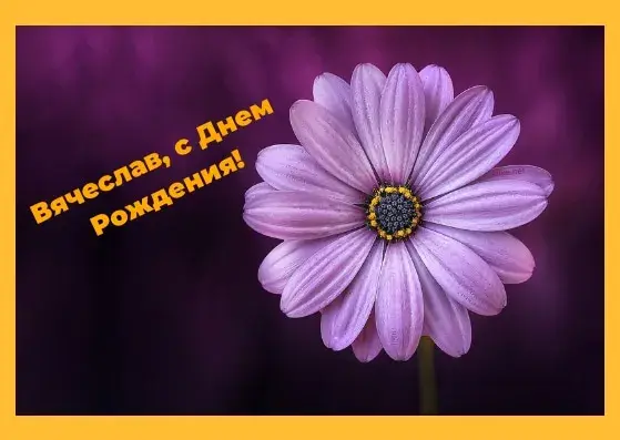 Открытка открытки с именем Вячеслав - Фиолетовый цветок на темном фоне | Красивая открытка #149