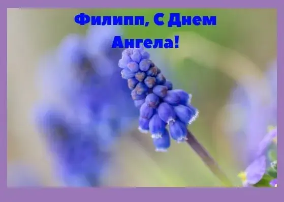 Открытка Открытки с именем Филлип - Голубые фиалки: нежная открытка с цветами | Красивая открытка #128