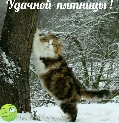 Открытка Удачной пятницы - Забавный кот на дереве, зимняя открытка | Красивая открытка #9
