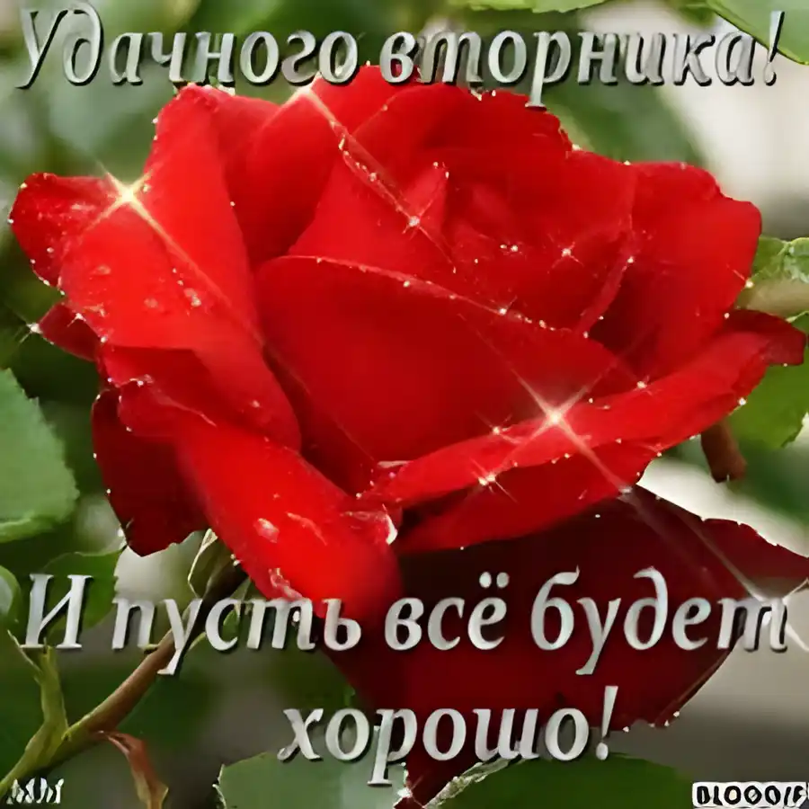 Открытка Открытки на вторник - Красная роза: Красивая открытка с цветами | Красивая открытка #184