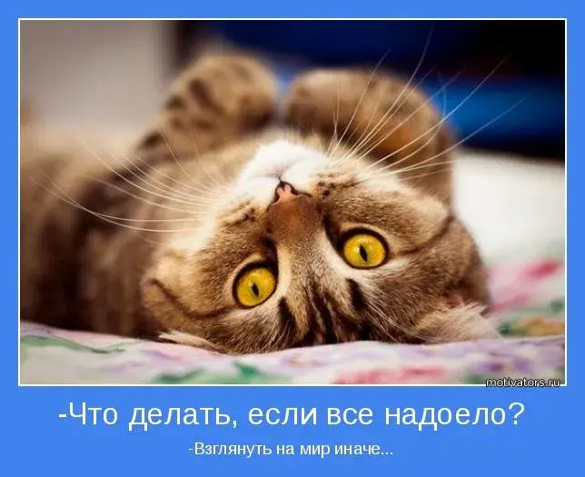 Открытка Улыбнись - Милый котенок: открытка с пушистым другом | Красивая открытка #92