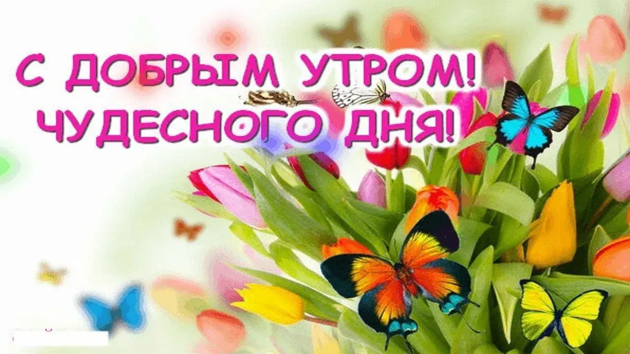 Открытка Доброго утра - Открытка с тюльпанами и бабочками | Красивая открытка #18