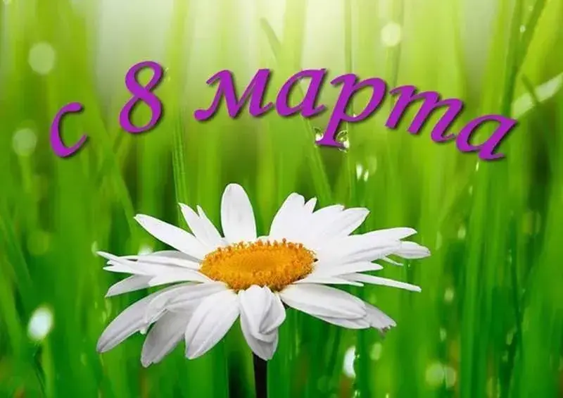 Открытка 8 марта - Белая ромашка на фоне зеленой травы | Красивая открытка #331