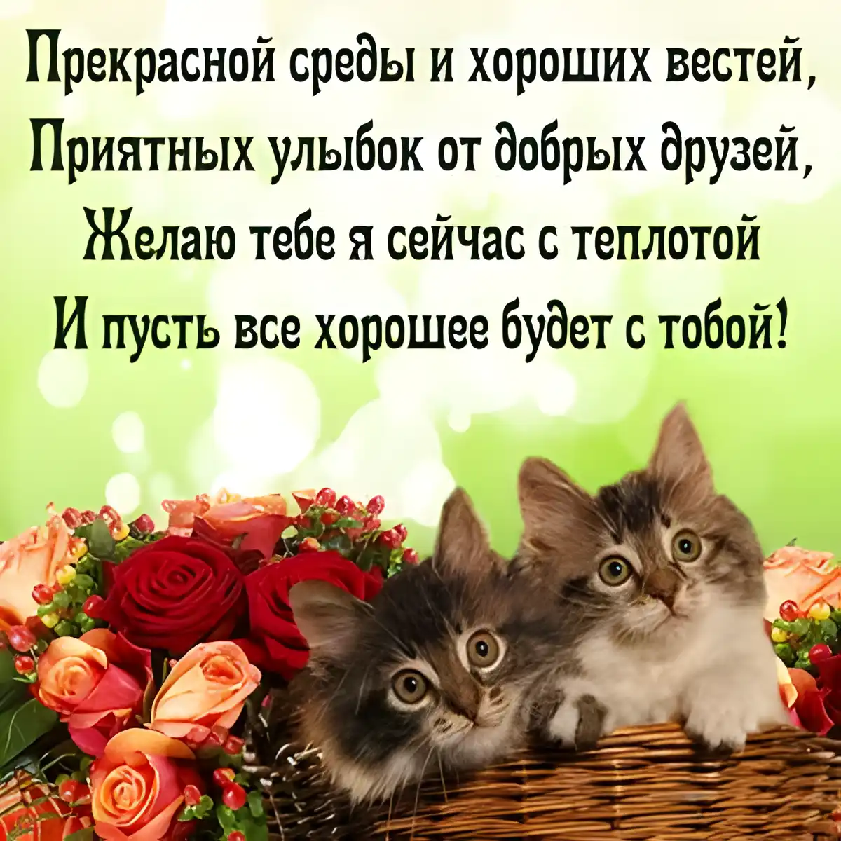 Открытка Со средой - Открытка с котятами и розами | Красивая открытка #40