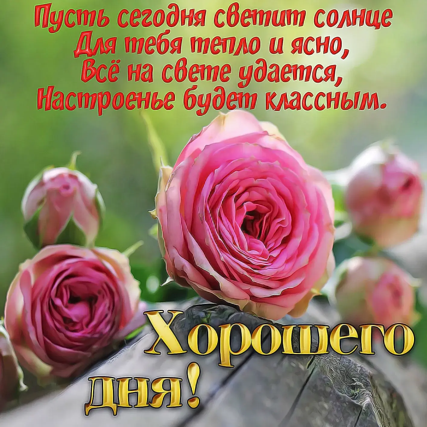 Открытка Хорошего дня - Открытка с розовыми розами: Поздравления с днем рождения | Красивая открытка #23