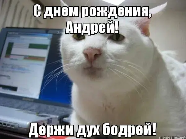 Открытка открытки с именем Андрей - Смешная открытка с котом: мем с поздравлением | Красивая открытка #35