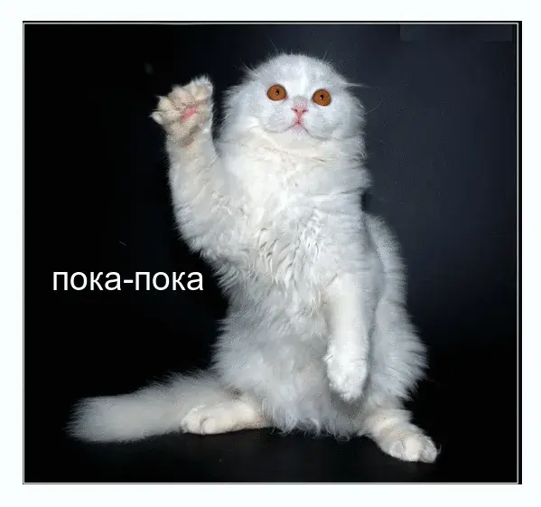 Открытка Открытки с прощаниями  - Белый котенок на открытке - купить онлайн | Красивая открытка #35
