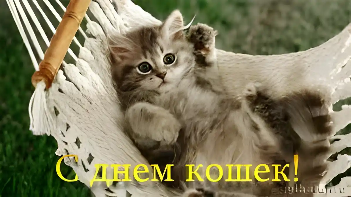 Открытка День Кошек - С Днем котика! Милый котенок в гамаке | Красивая открытка #33