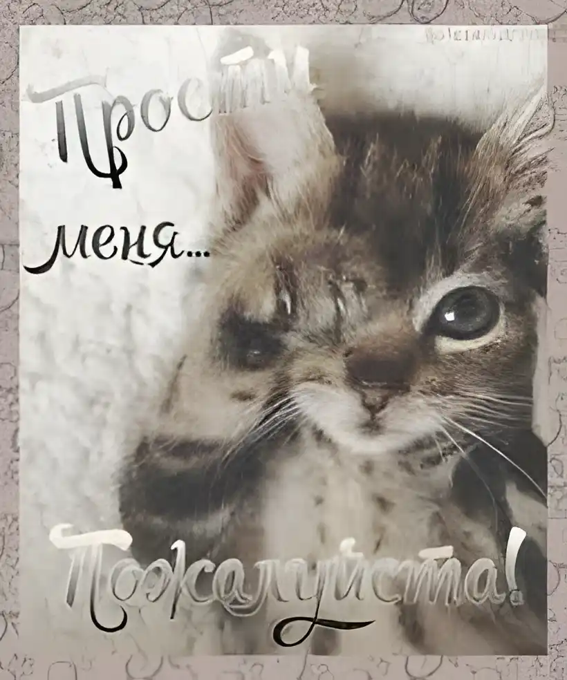 Открытка открытки с извинениями  - Милая кошка на открытке: милый дизайн | Красивая открытка #85