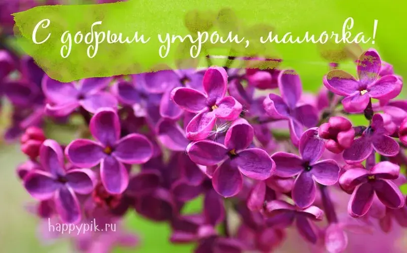Открытка Открытки доброе утро мама - Лиловые цветы - фотостоки, открытки  happypik.ru | Красивая открытка #41