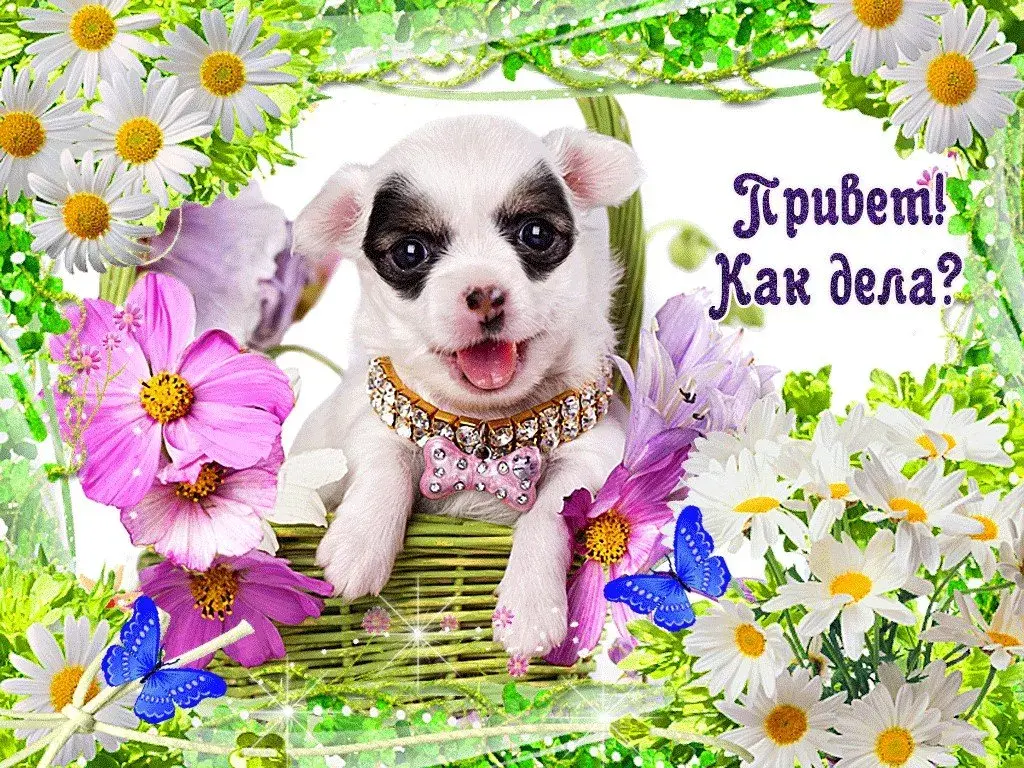 Открытка Привет - Милый щенок с цветами - открытка с днем рождения | Красивая открытка #100
