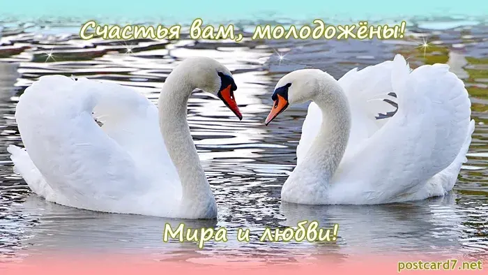 Открытка С лебедями - Открытка с лебедями: символ любви и верности | Красивая открытка #32