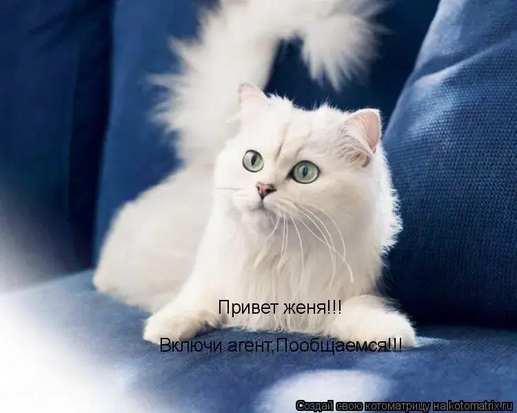 Открытка открытки с именем Евгений - Белый котенок смотрит в камеру | Красивая открытка #193
