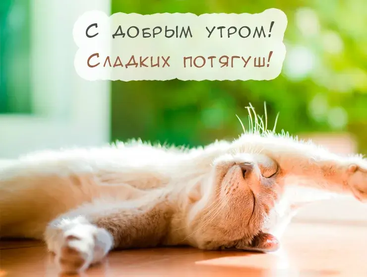 Открытка Прикольные пожелания - Спящий котенок: Милая открытка с котиком | Красивая открытка #11