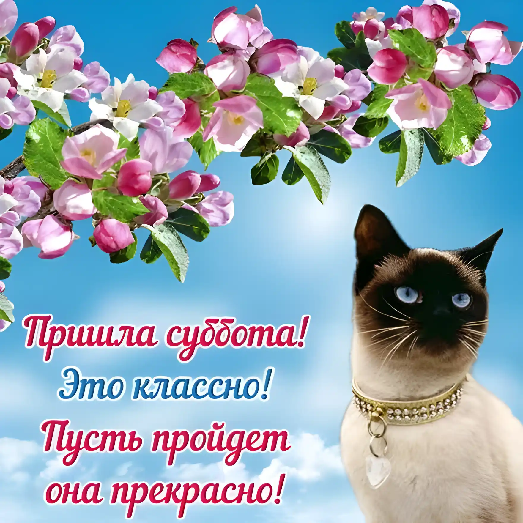 Открытка суббота - Открытка с кошкой и цветами вишни | Красивая открытка #14