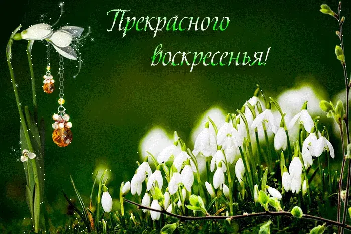 Открытка Открытки на воскресенье - Подснежники: весенняя открытка с цветами | Красивая открытка #125