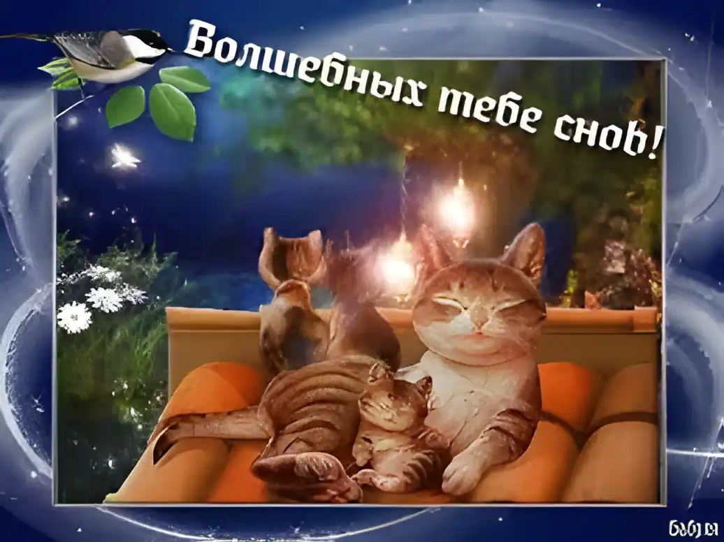 Открытка Спокойной ночи - Коты на крыше: праздничная открытка с кошками | Красивая открытка #230